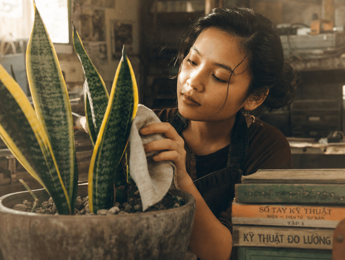 Bí mật về nguồn gốc cây Lưỡi Hổ: Tại sao chiến binh sa mạc này lại cứu rỗi dân văn phòng burnout?