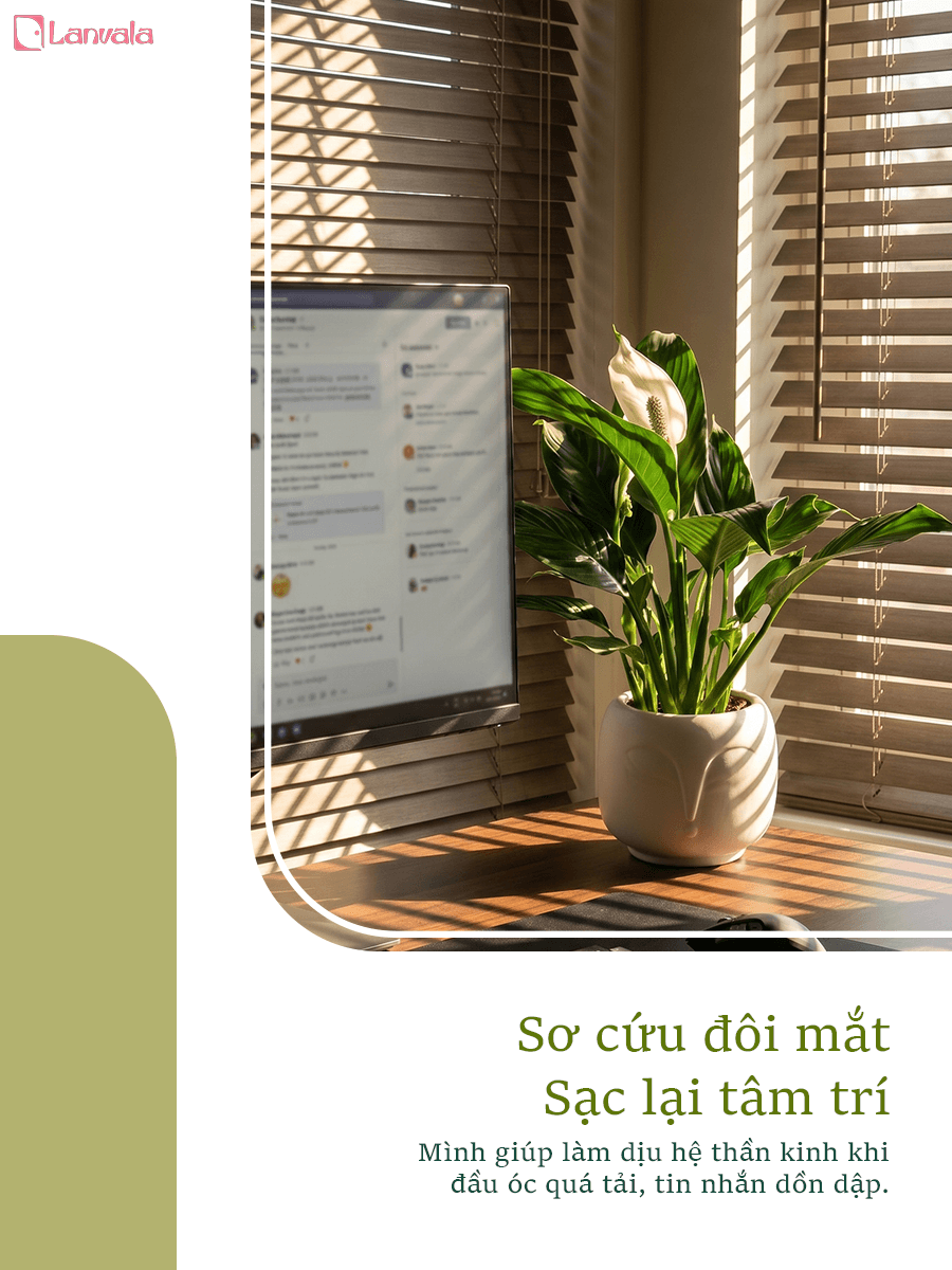 Lan Ý để bàn Lanvala Cao 40cm | Chậu Zenko tráng men tối giản | Cây cảnh để bàn dễ chăm