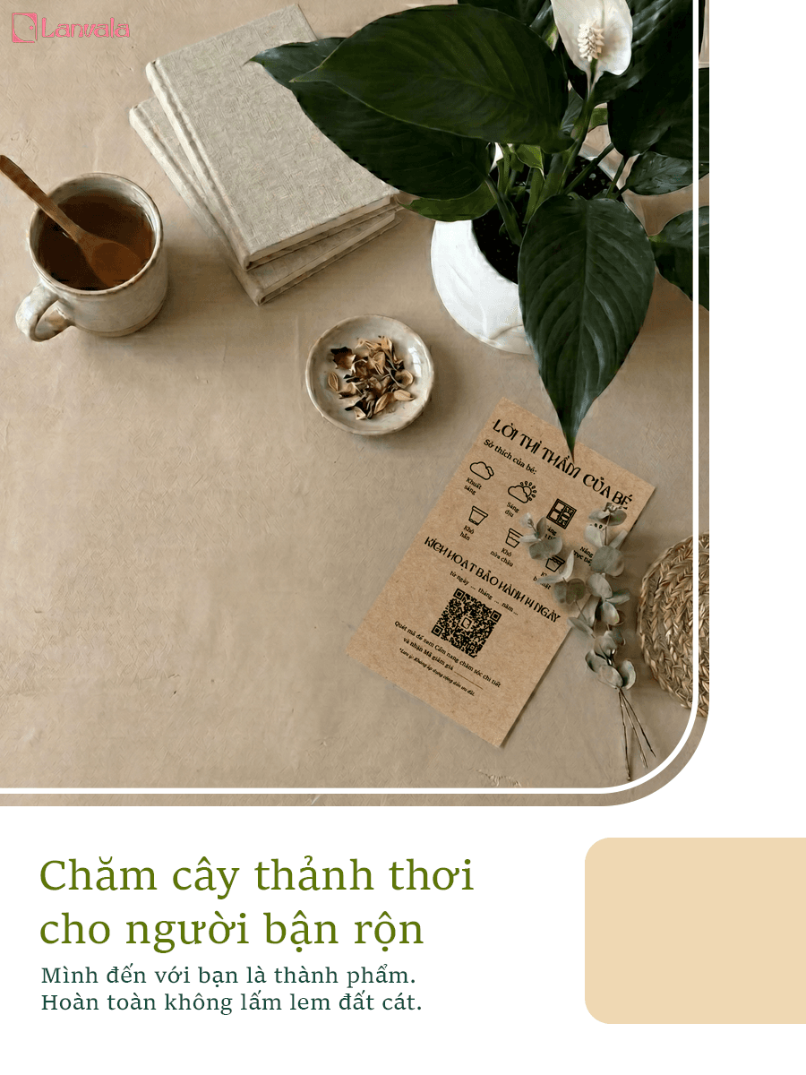 Lan Ý để bàn Lanvala Cao 40cm | Chậu Zenko tráng men tối giản | Cây cảnh để bàn dễ chăm