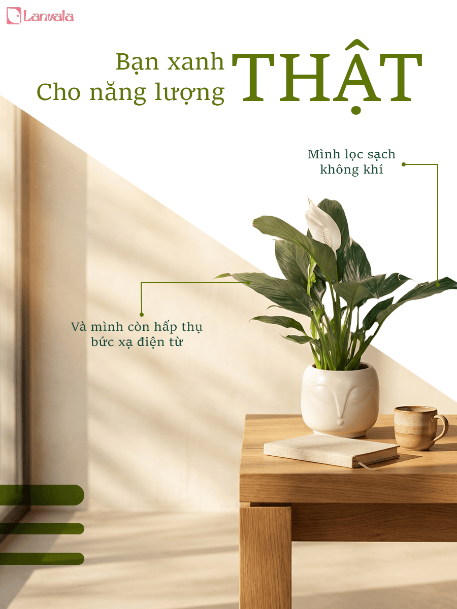 Lan Ý để bàn Lanvala Cao 40cm | Chậu Zenko tráng men tối giản | Cây cảnh để bàn dễ chăm