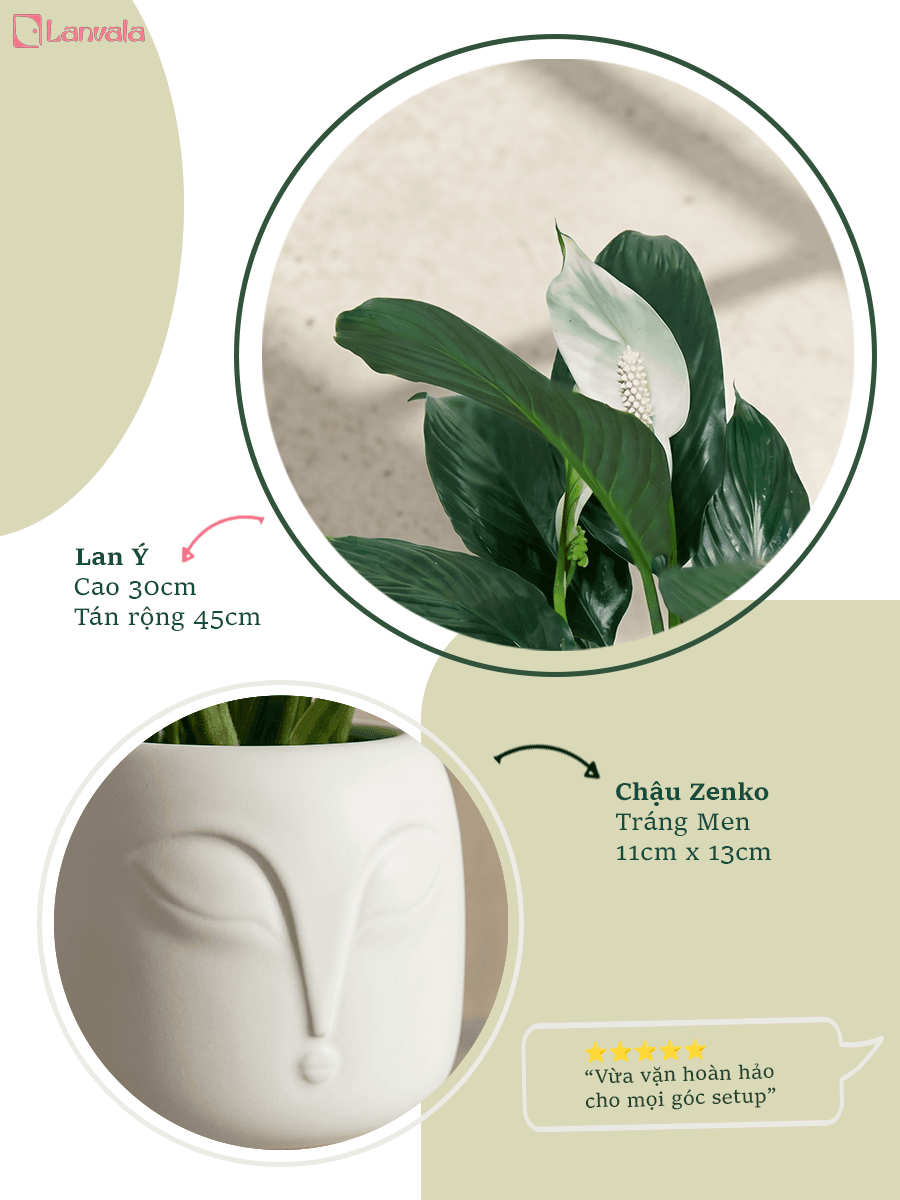 Lan Ý để bàn Lanvala Cao 40cm | Chậu Zenko tráng men tối giản | Cây cảnh để bàn dễ chăm