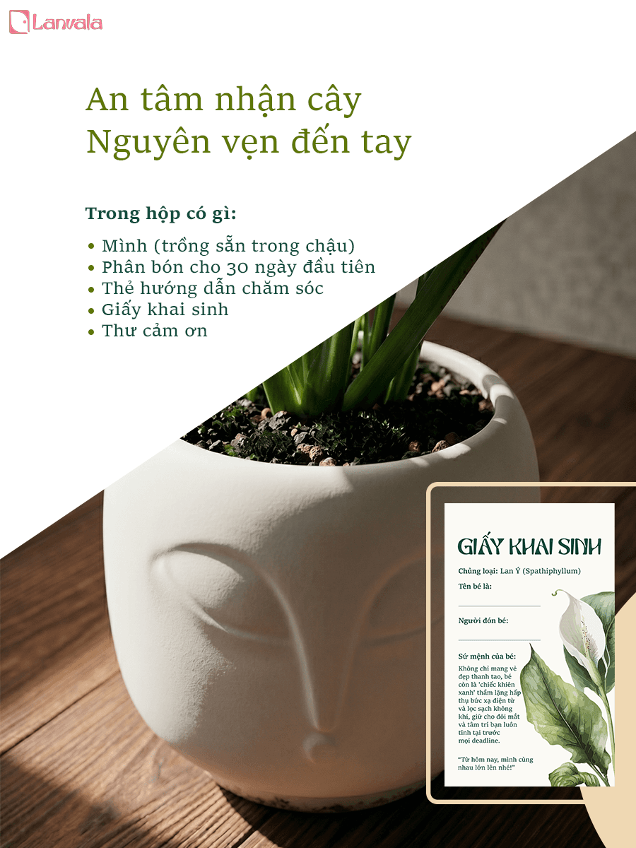Lan Ý để bàn Lanvala Cao 40cm | Chậu Zenko tráng men tối giản | Cây cảnh để bàn dễ chăm