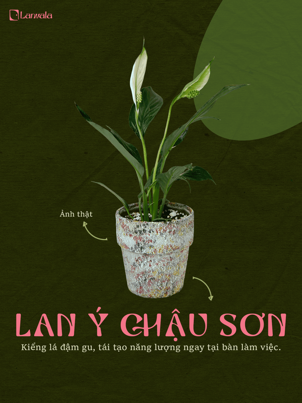 Lan Ý Chậu Đất Nung Sơn Để Bàn - Cao 40cm – Dưỡng Nhàn Hạ, Sống Có Gu