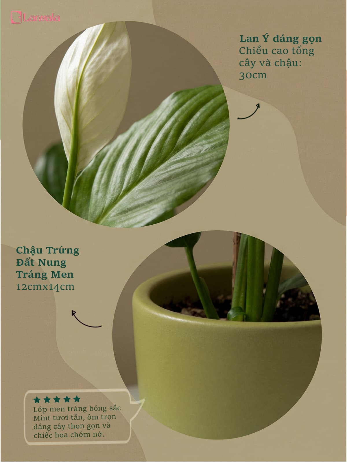 Lan Ý để bàn Lanvala (Cao 40cm) | Chậu Mint dáng trứng | Cây cảnh để bàn dễ chăm