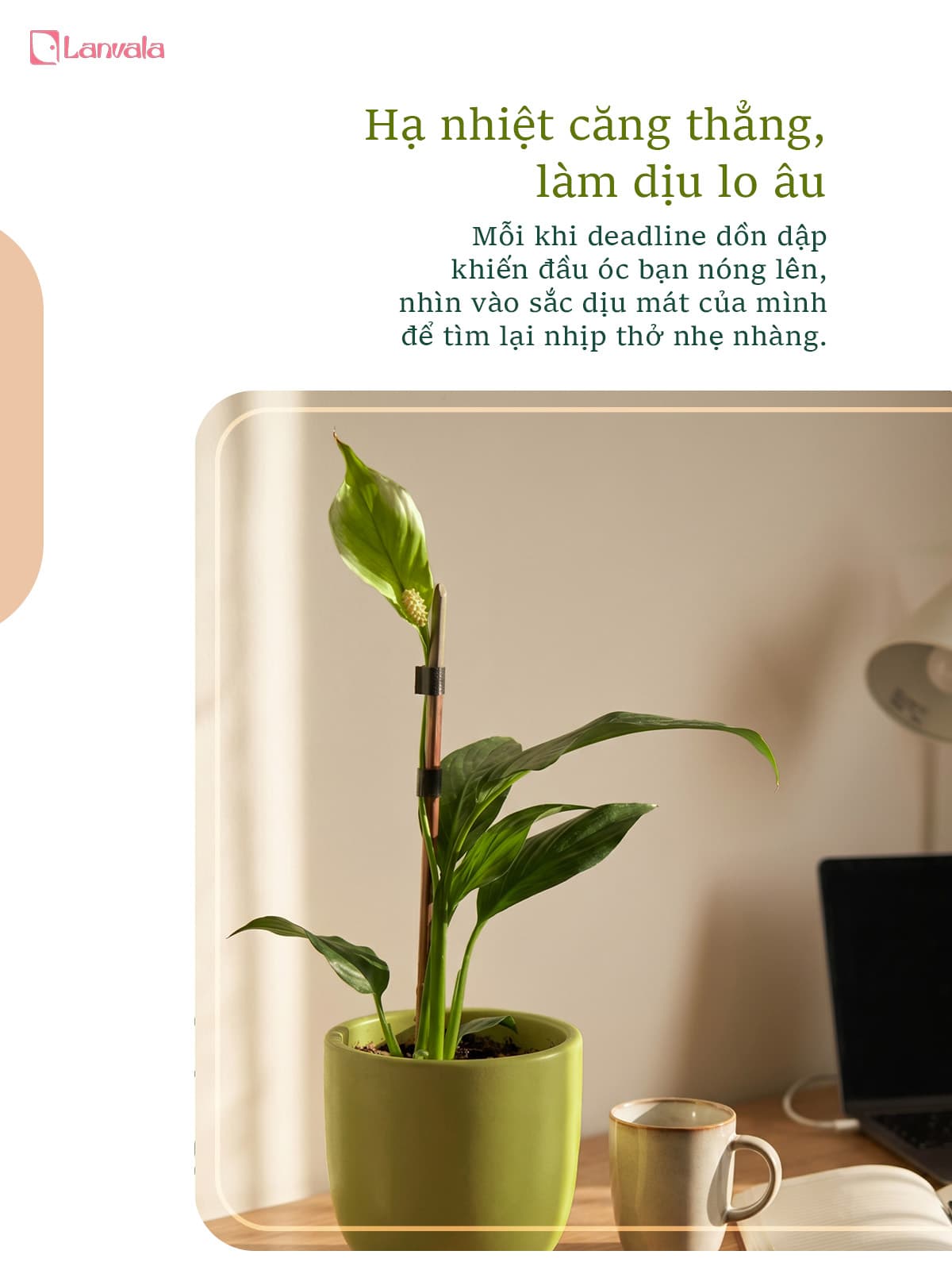 Lan Ý để bàn Lanvala (Cao 40cm) | Chậu Mint dáng trứng | Cây cảnh để bàn dễ chăm