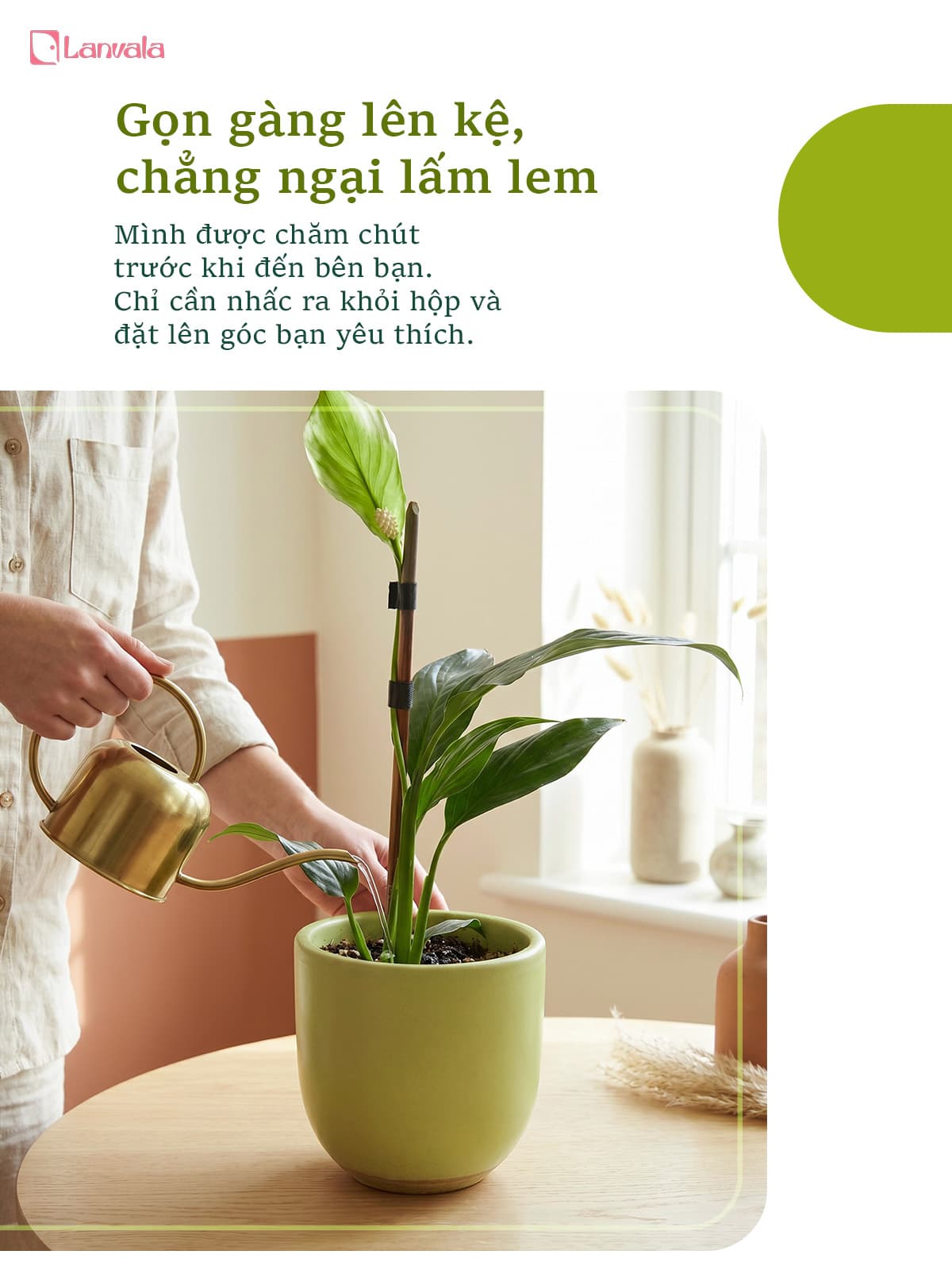 Lan Ý để bàn Lanvala (Cao 40cm) | Chậu Mint dáng trứng | Cây cảnh để bàn dễ chăm
