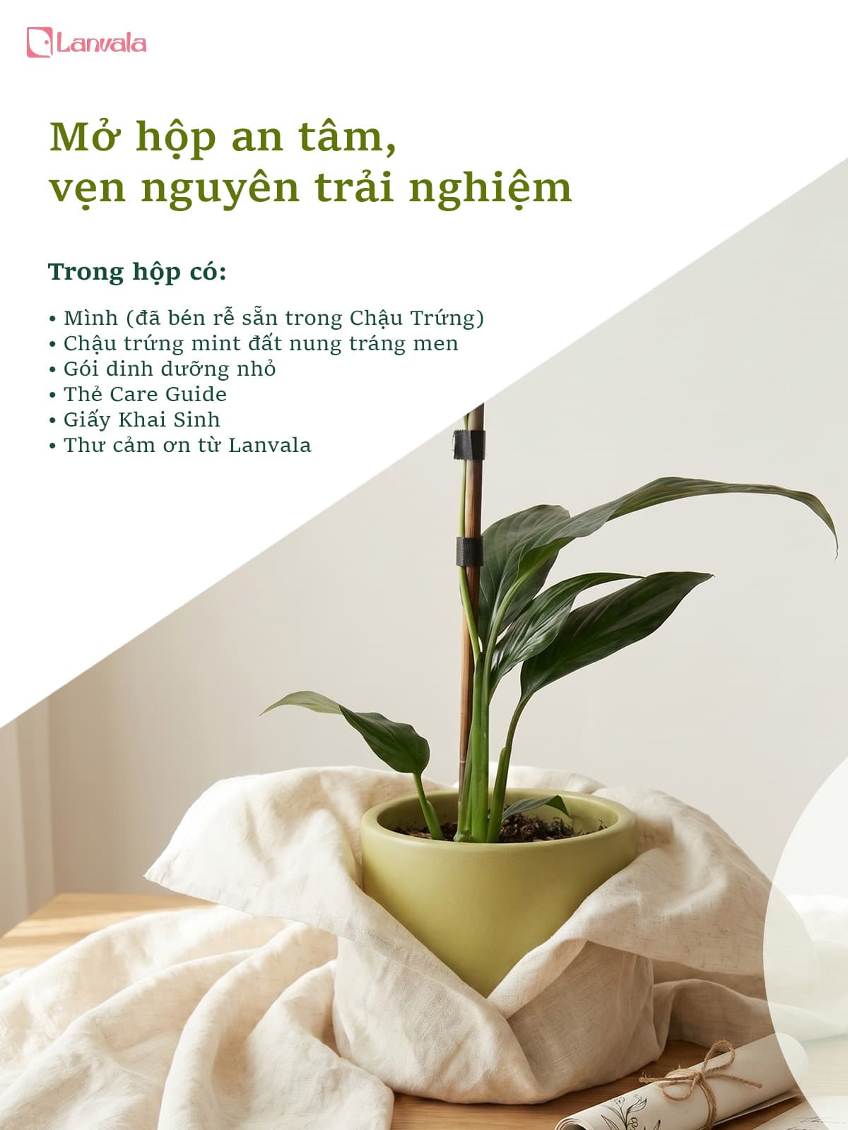 Lan Ý để bàn Lanvala (Cao 40cm) | Chậu Mint dáng trứng | Cây cảnh để bàn dễ chăm