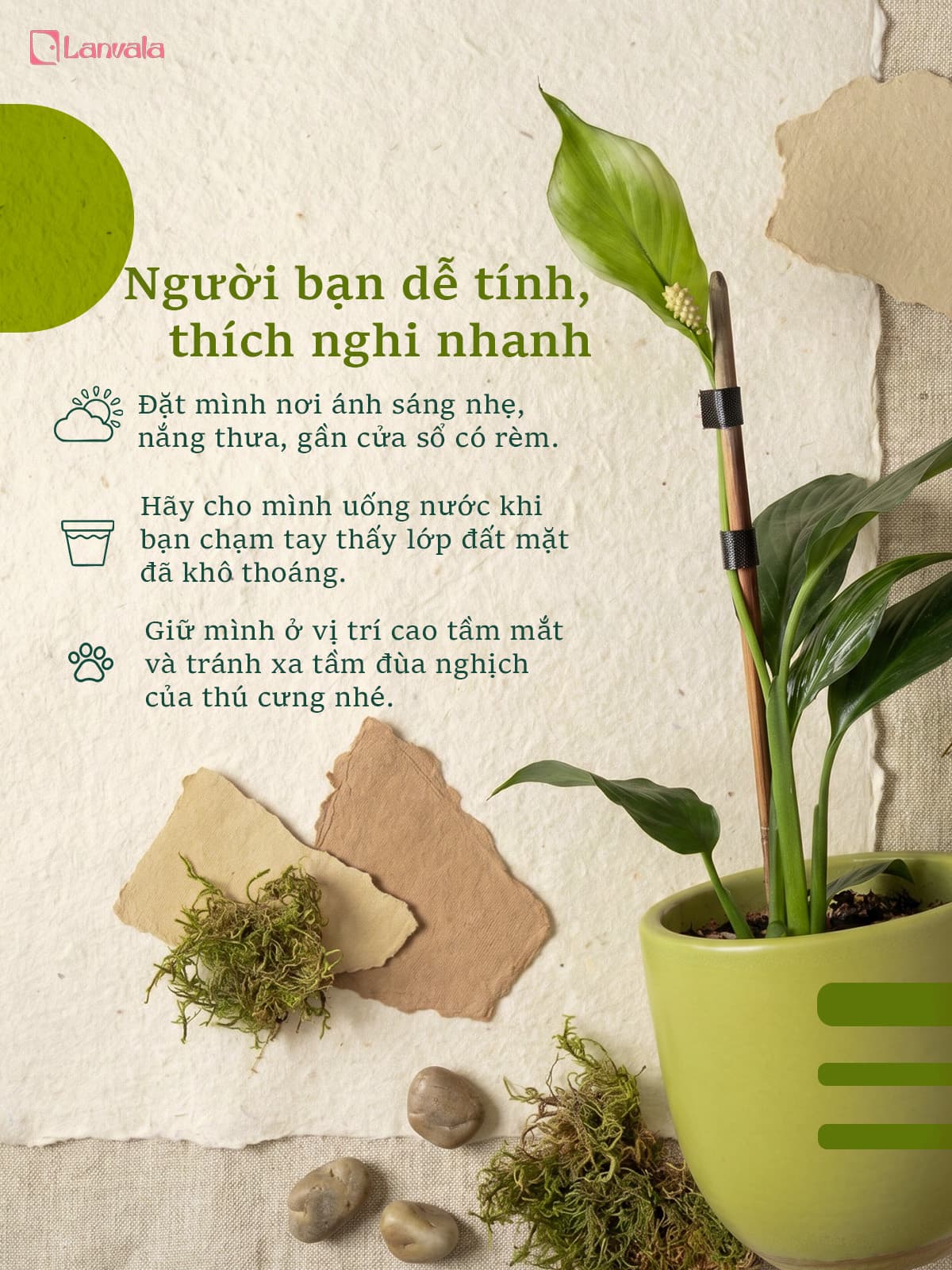 Lan Ý để bàn Lanvala (Cao 40cm) | Chậu Mint dáng trứng | Cây cảnh để bàn dễ chăm