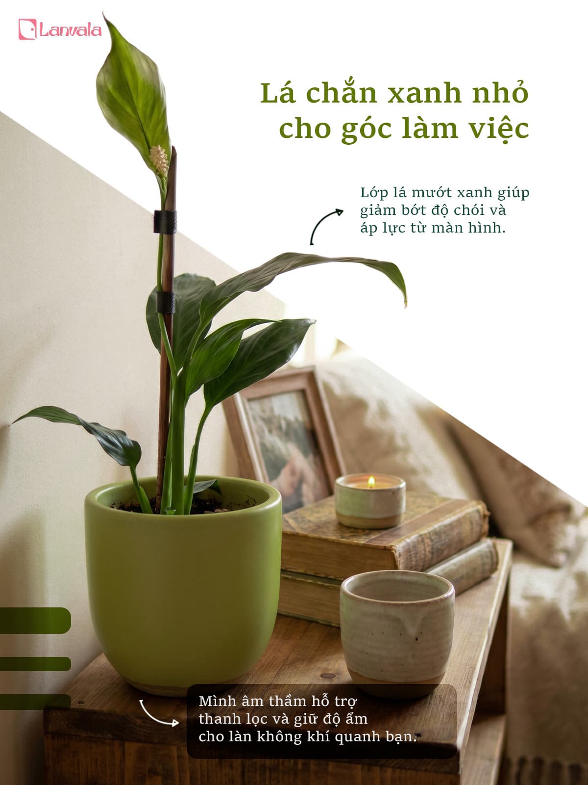 Lan Ý để bàn Lanvala (Cao 40cm) | Chậu Mint dáng trứng | Cây cảnh để bàn dễ chăm
