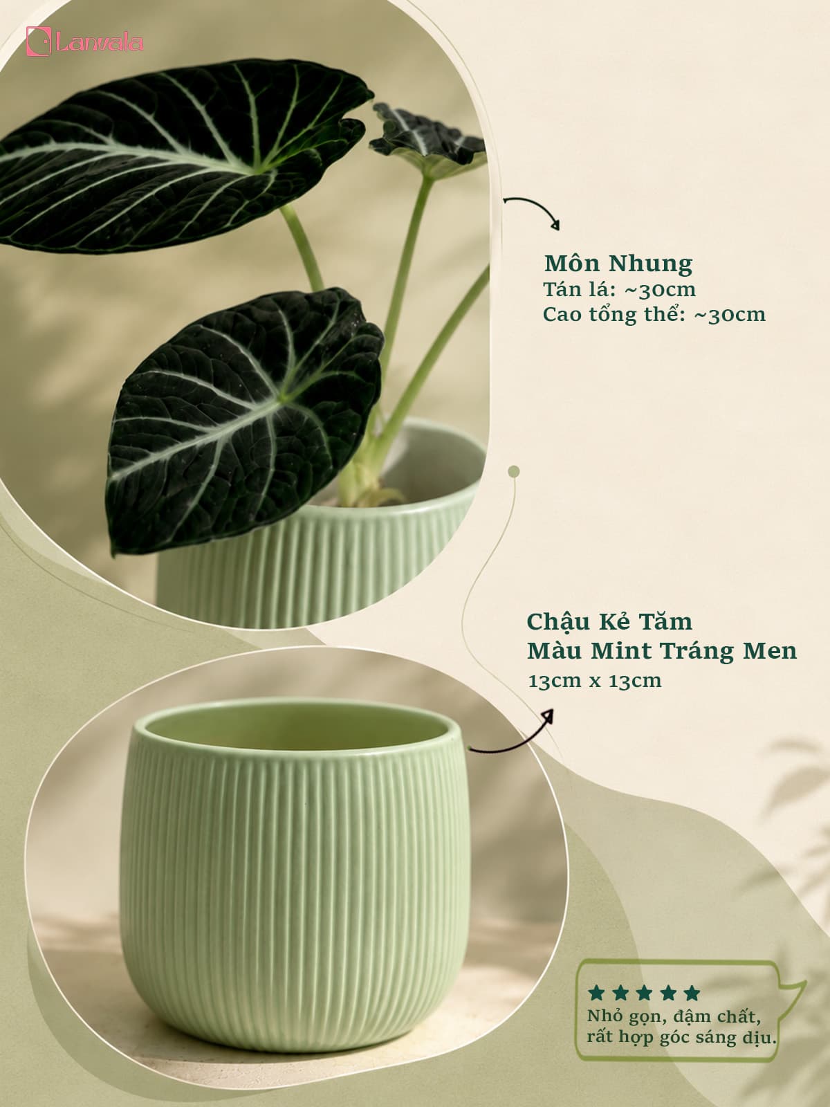 Cây Môn Nhung Đen để bàn Lanvala | Alocasia Black Velvet chậu tráng men xanh mint 13x13cm