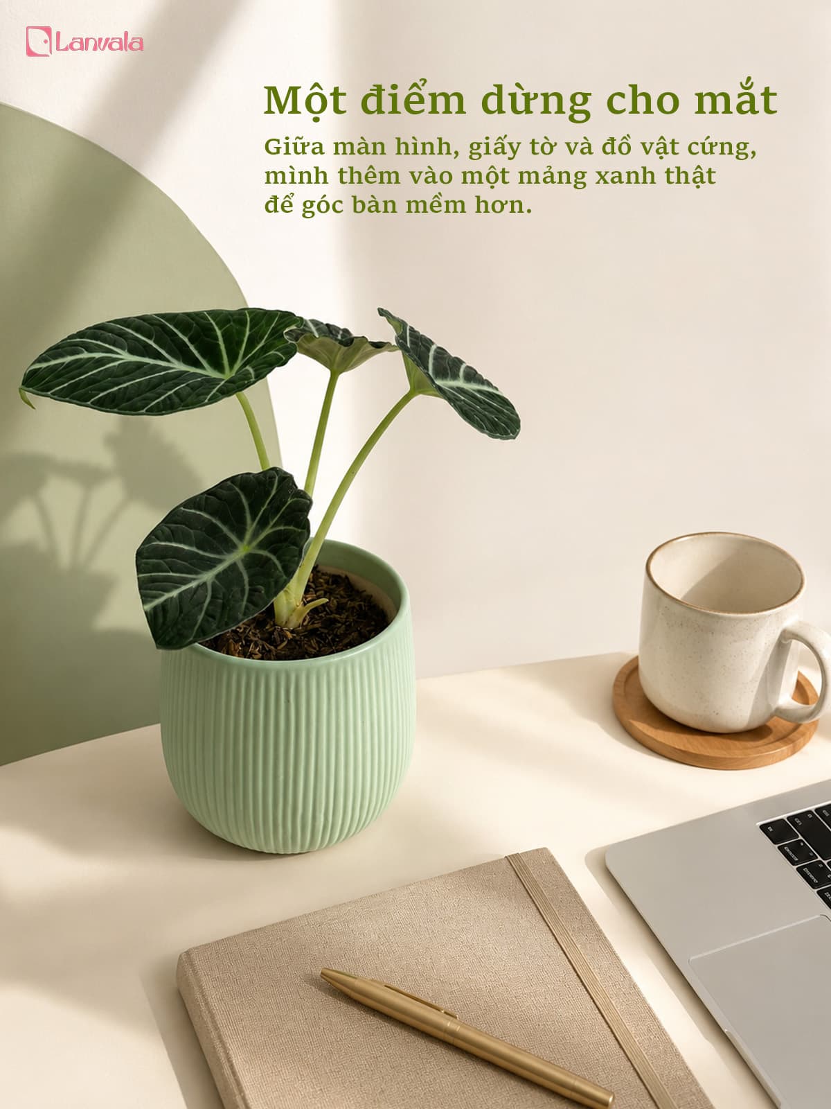 Cây Môn Nhung Đen để bàn Lanvala | Alocasia Black Velvet chậu tráng men xanh mint 13x13cm