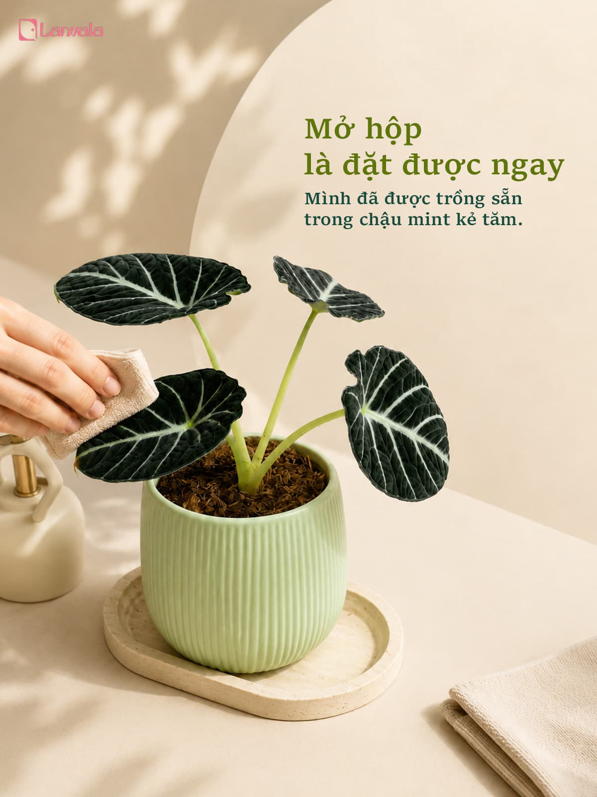 Cây Môn Nhung Đen để bàn Lanvala | Alocasia Black Velvet chậu tráng men xanh mint 13x13cm