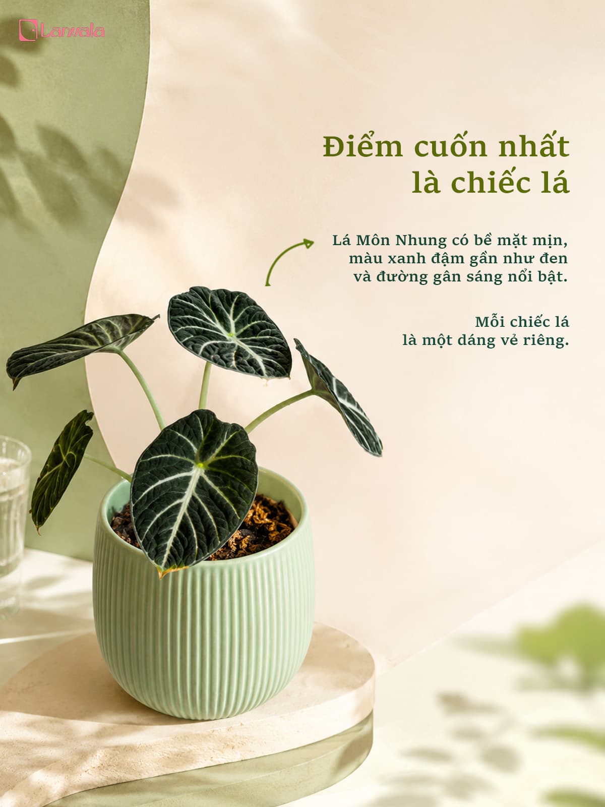 Cây Môn Nhung Đen để bàn Lanvala | Alocasia Black Velvet chậu tráng men xanh mint 13x13cm