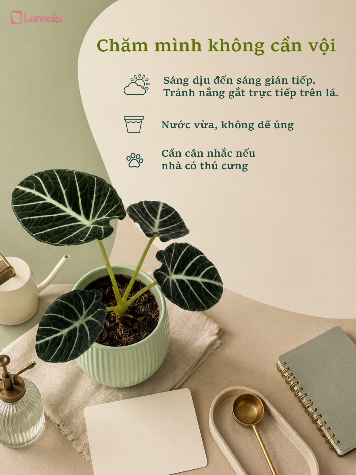 Cây Môn Nhung Đen để bàn Lanvala | Alocasia Black Velvet chậu tráng men xanh mint 13x13cm