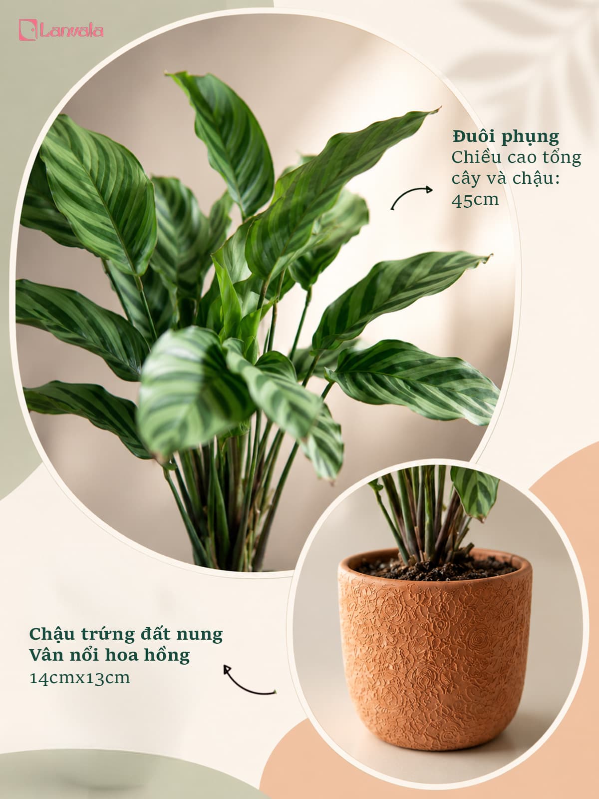 Cây Đuôi Phụng Đuôi Công Lanvala | Chậu đất nung Hoa Hồng 14x13cm | Kiểng lá để bàn sẵn chậu