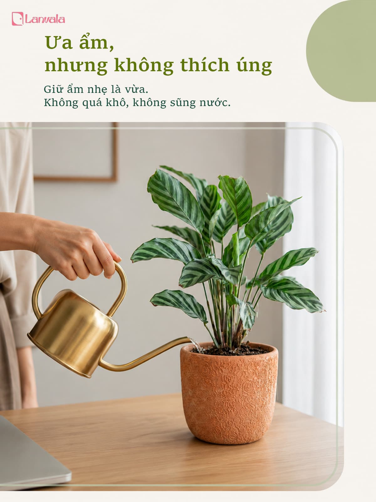 Cây Đuôi Phụng Đuôi Công Lanvala | Chậu đất nung Hoa Hồng 14x13cm | Kiểng lá để bàn sẵn chậu