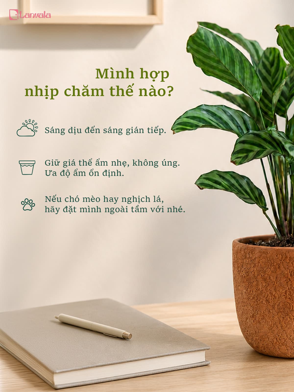 Cây Đuôi Phụng Đuôi Công Lanvala | Chậu đất nung Hoa Hồng 14x13cm | Kiểng lá để bàn sẵn chậu
