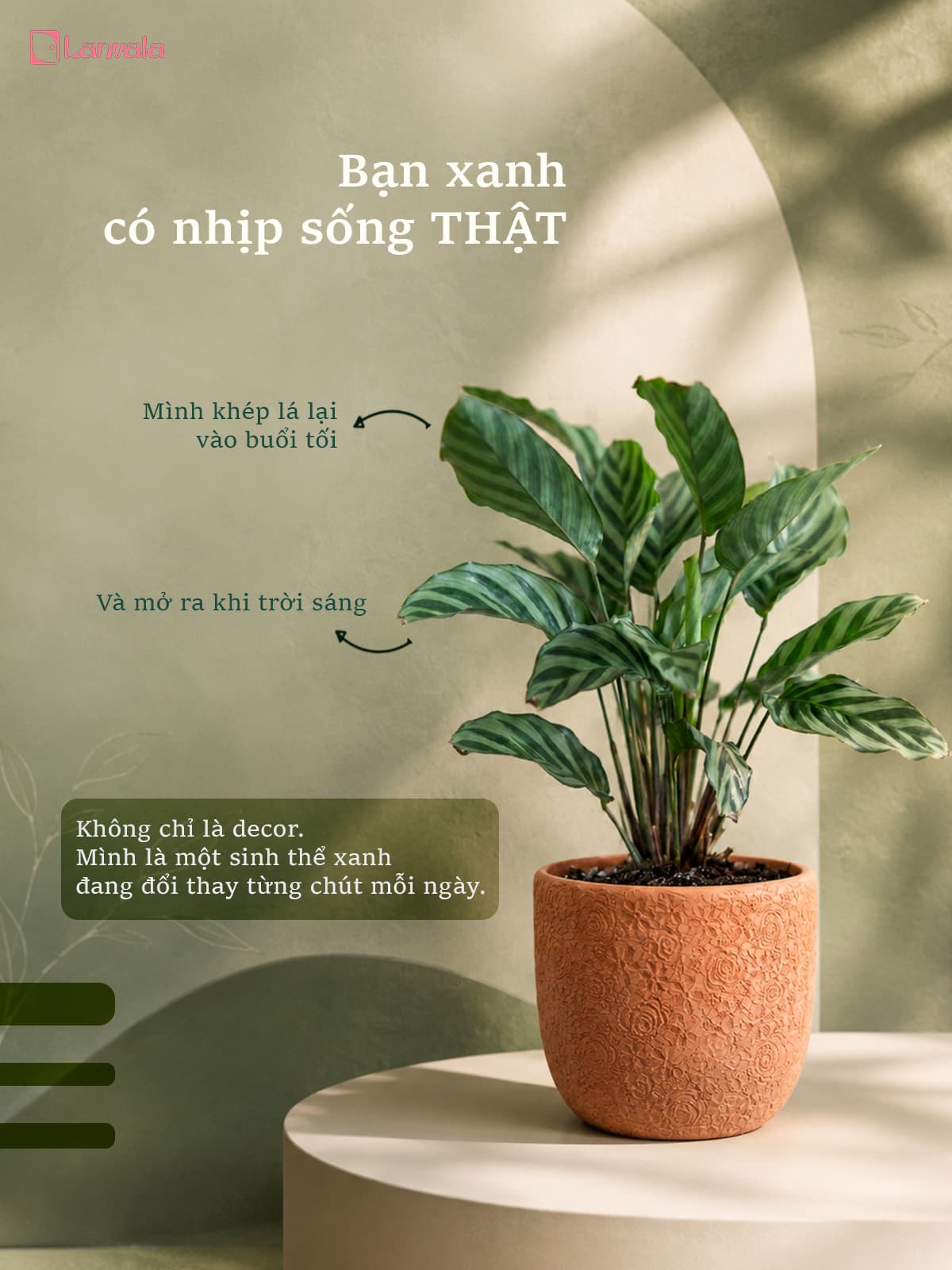 Cây Đuôi Phụng Đuôi Công Lanvala | Chậu đất nung Hoa Hồng 14x13cm | Kiểng lá để bàn sẵn chậu