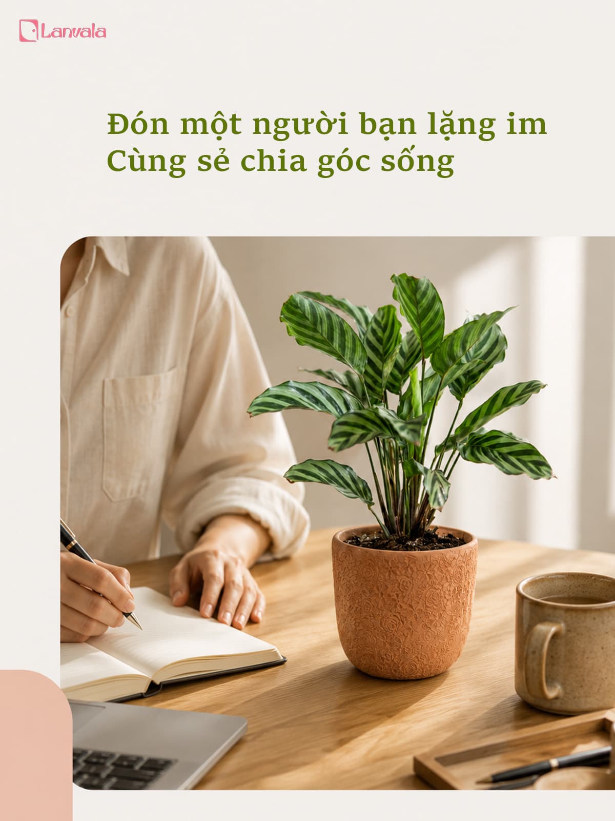 Cây Đuôi Phụng Đuôi Công Lanvala | Chậu đất nung Hoa Hồng 14x13cm | Kiểng lá để bàn sẵn chậu