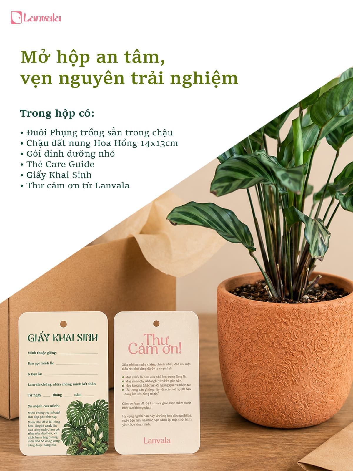 Cây Đuôi Phụng Đuôi Công Lanvala | Chậu đất nung Hoa Hồng 14x13cm | Kiểng lá để bàn sẵn chậu