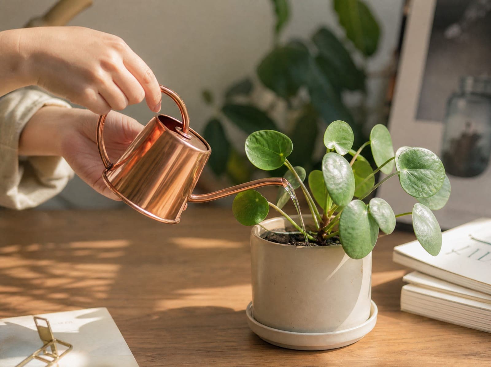 Trang trí bàn làm việc bằng cây thật: để góc làm việc có sức sống hơn