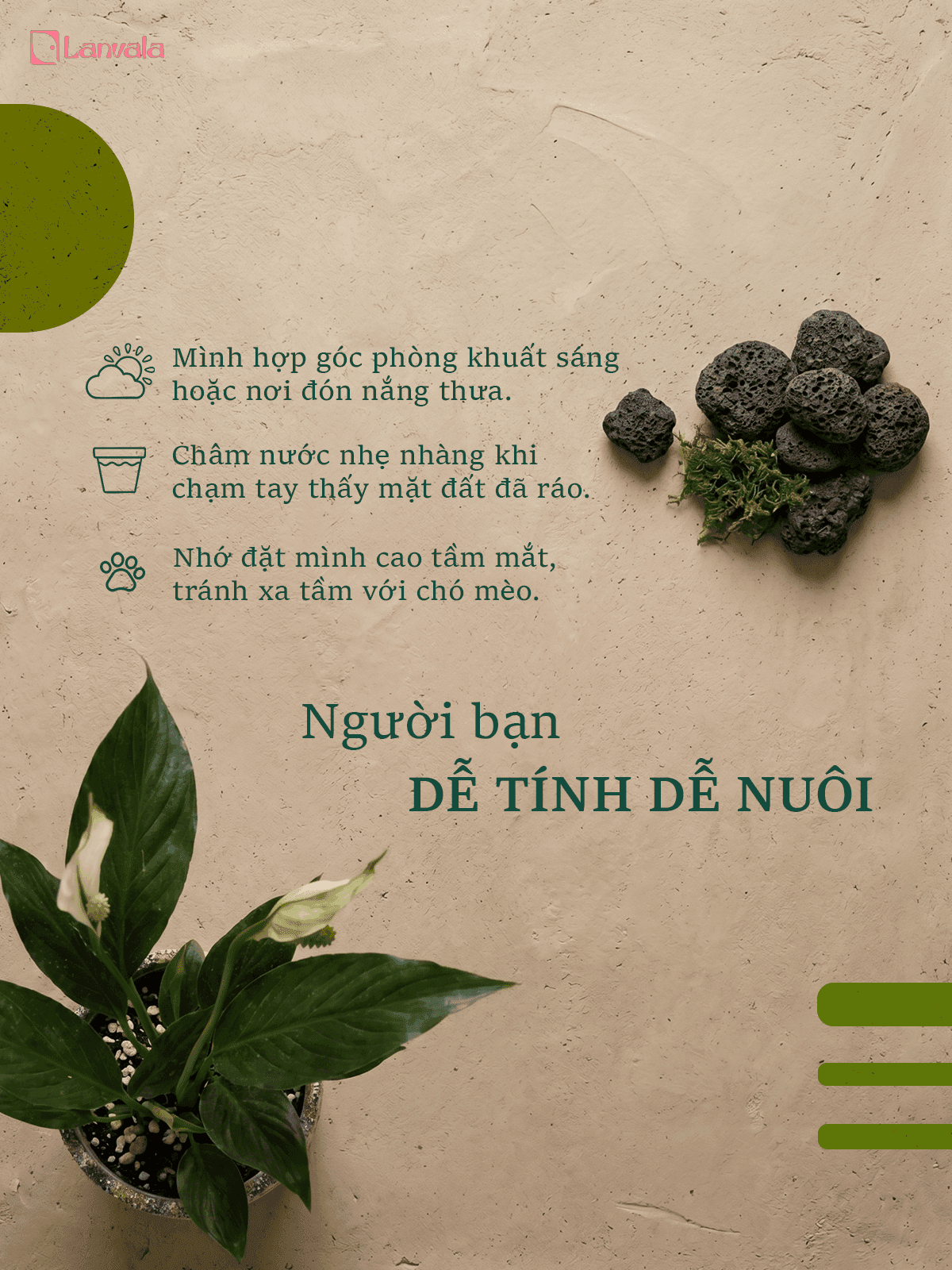 Lan Ý để bàn Lanvala | Chậu đất nung sơn vân đá | Cây cảnh mini cho góc sống
