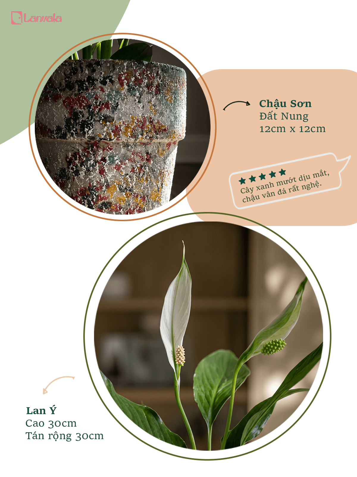Lan Ý để bàn Lanvala | Chậu đất nung sơn vân đá | Cây cảnh mini cho góc sống
