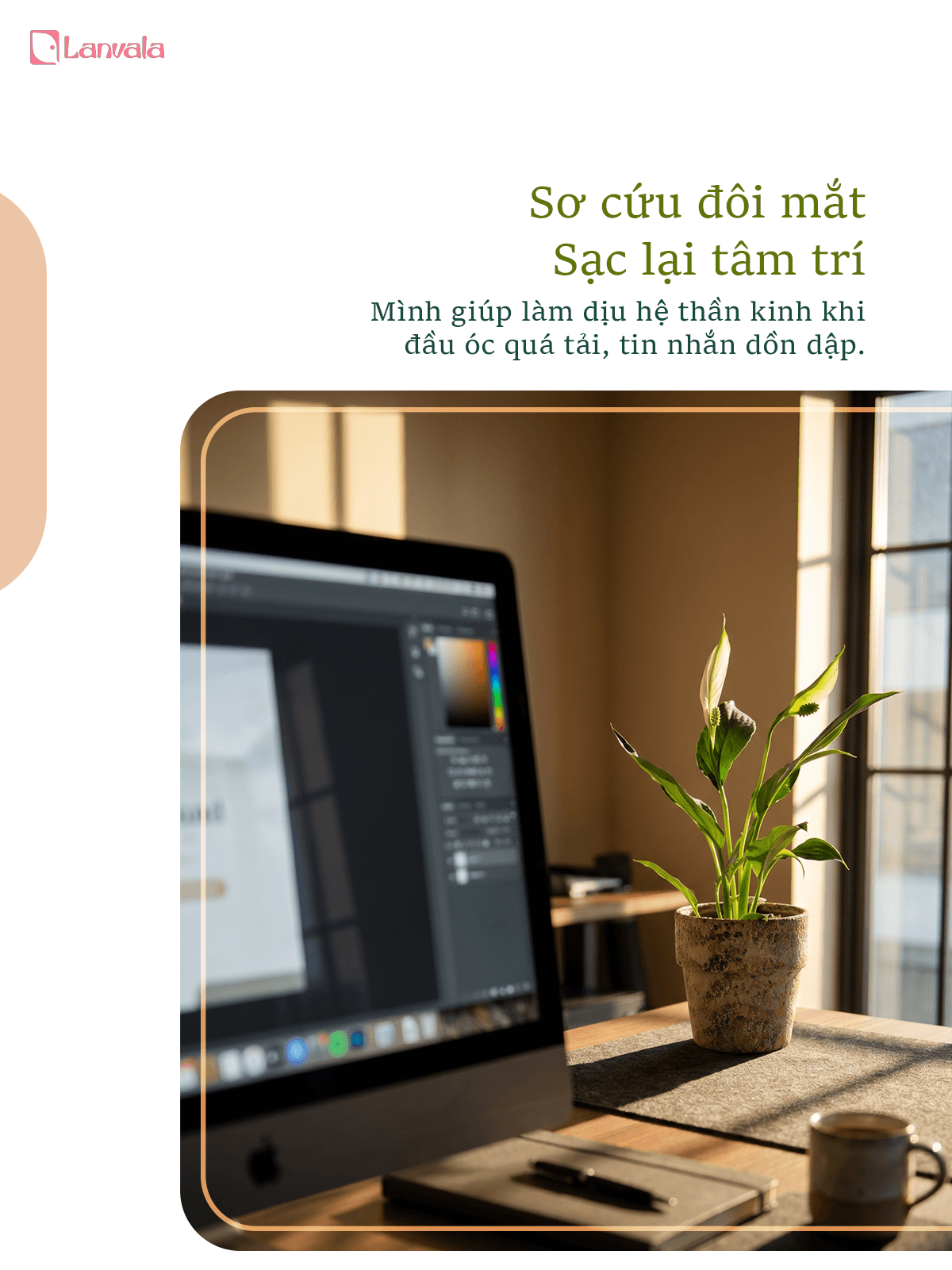 Lan Ý để bàn Lanvala | Chậu đất nung sơn vân đá | Cây cảnh mini cho góc sống