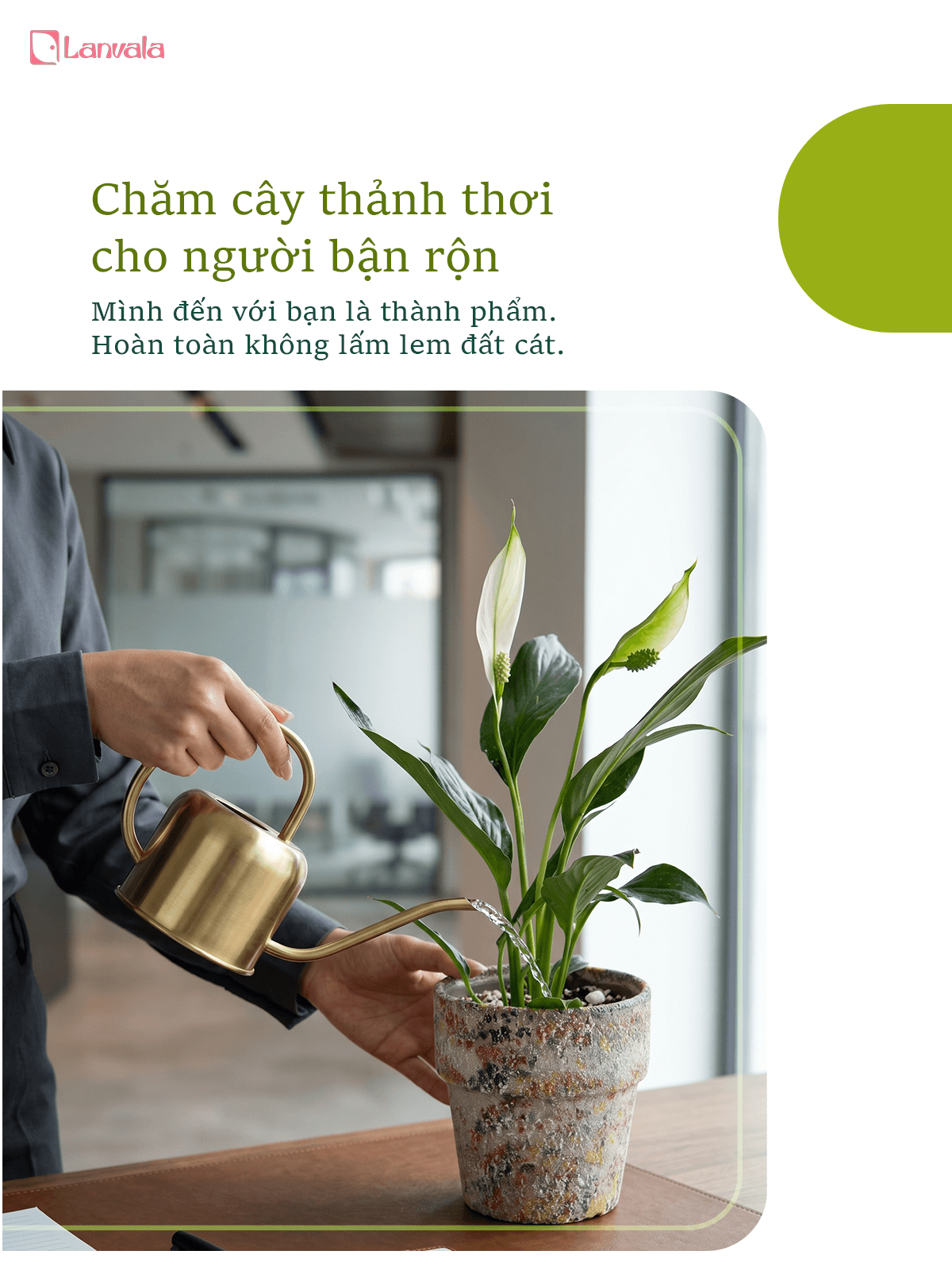Lan Ý để bàn Lanvala | Chậu đất nung sơn vân đá | Cây cảnh mini cho góc sống