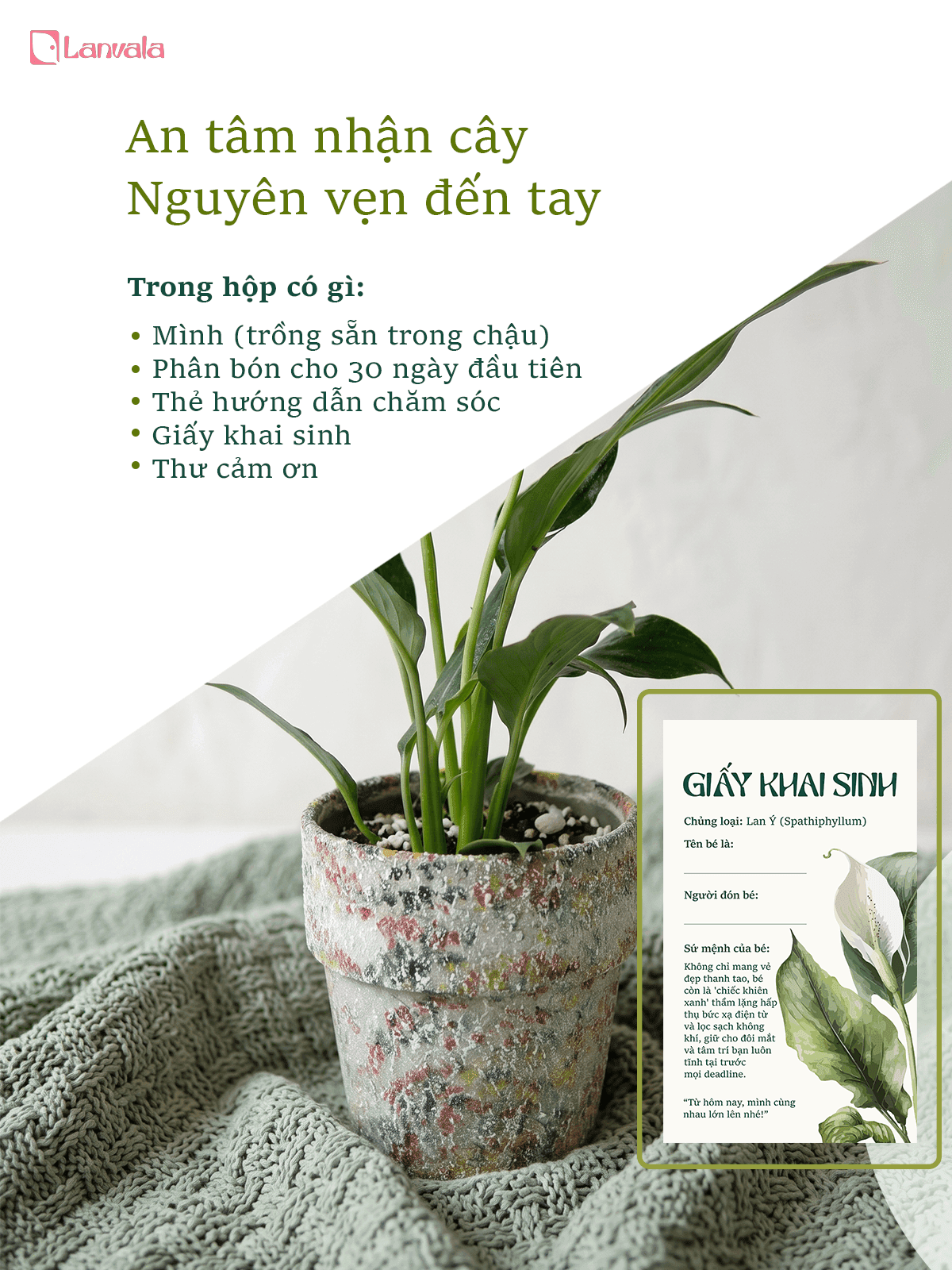 Lan Ý để bàn Lanvala | Chậu đất nung sơn vân đá | Cây cảnh mini cho góc sống