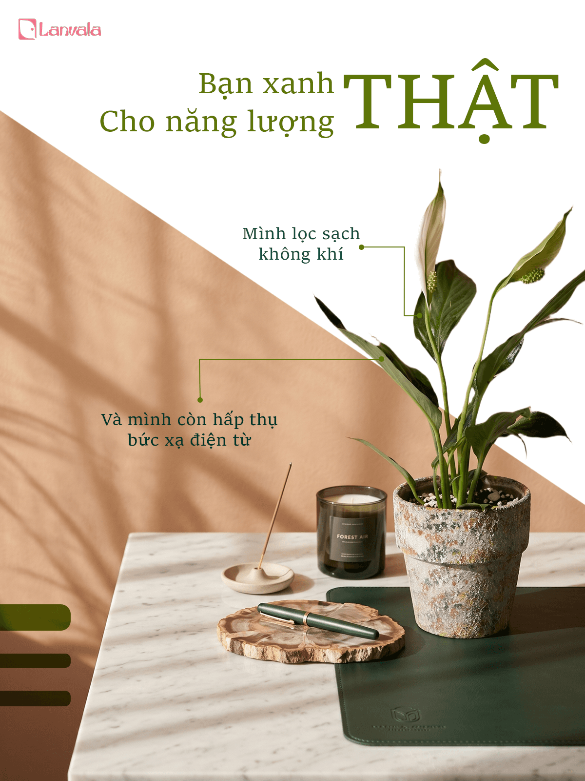 Lan Ý để bàn Lanvala | Chậu đất nung sơn vân đá | Cây cảnh mini cho góc sống