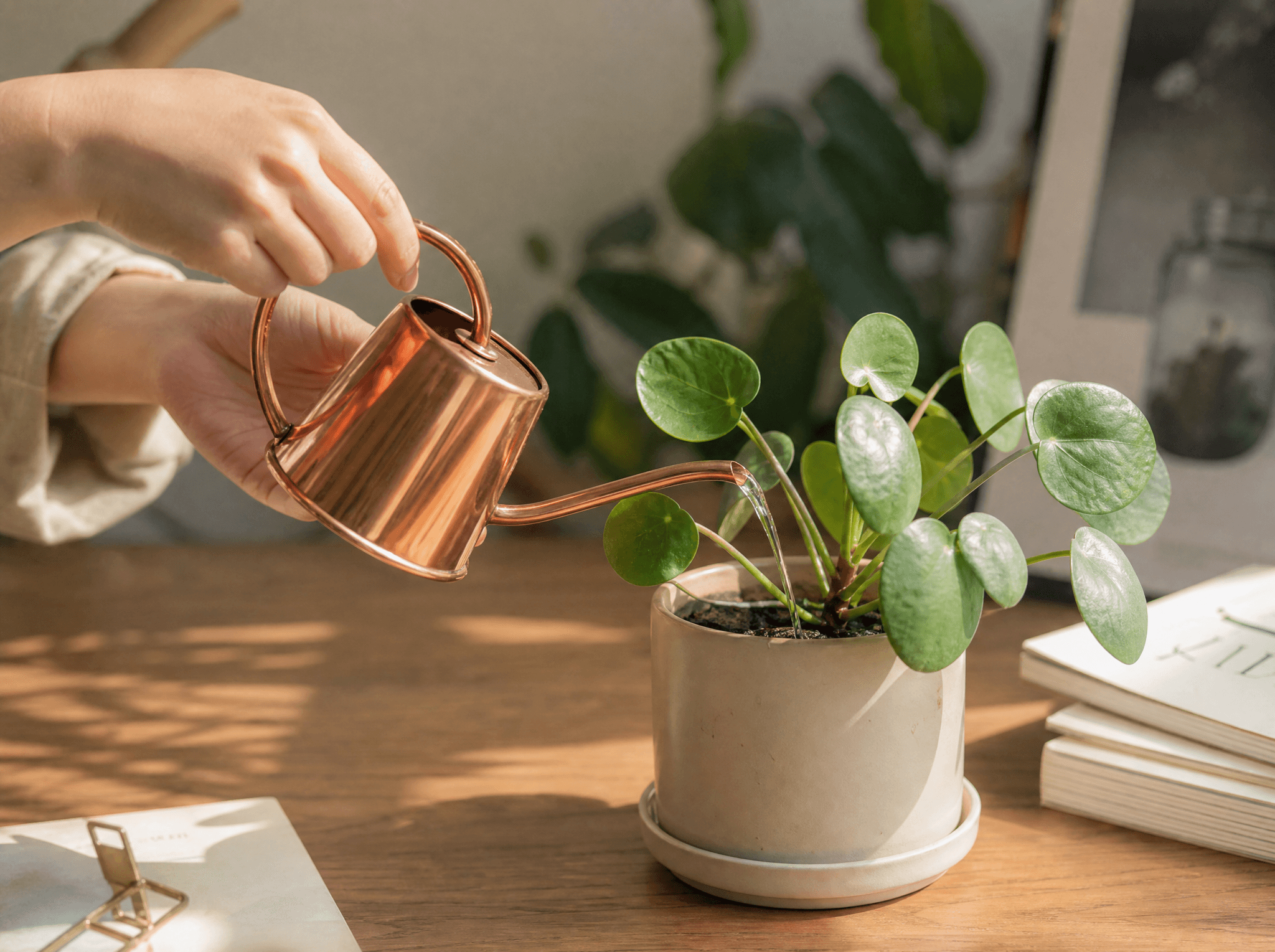 Trang trí bàn làm việc bằng cây thật: để góc làm việc có sức sống hơn