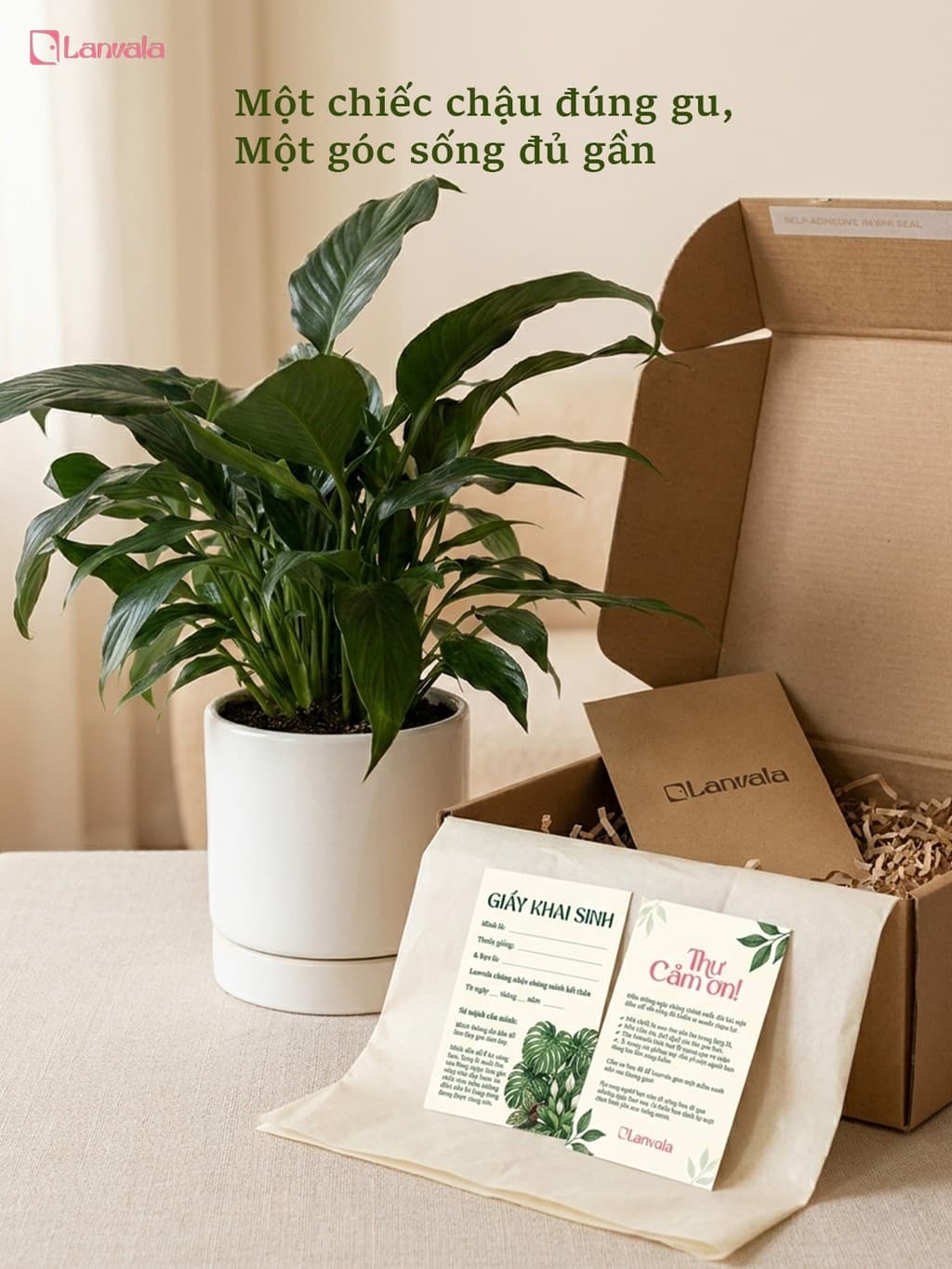 Lan Ý Sẵn Chậu Lanvala Cao 50cm | Spathiphyllum Cochlearispathum | Chậu Theo Lựa Chọn | Cây Để Bàn Dễ Chăm